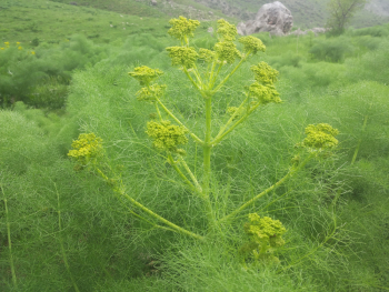 Ferula gummosa (syn F. galbaniflua) khelbenah galbanum